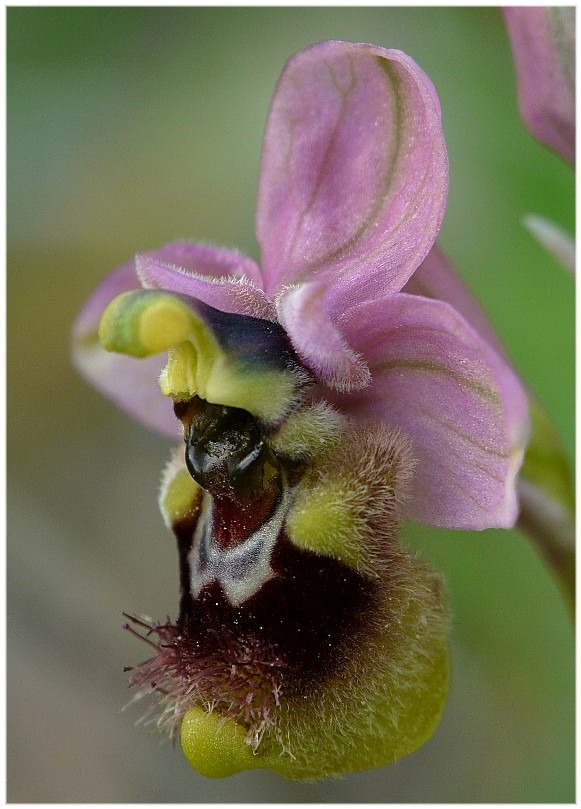 Ophrys tenthredinifera